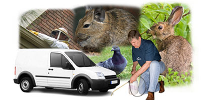 Shoreham By Sea local van